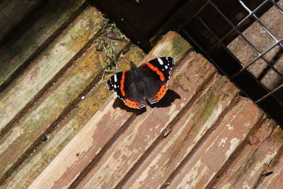 High angle view of butterfly perching on wood