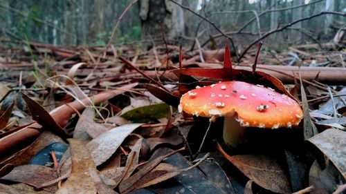 Close-up of fly agaric mushroom