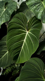 Heart leave philodendron