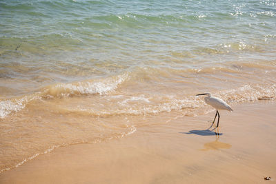 View of a bird on beach