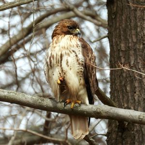 Low angle view of owl perching on branch