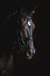 Close-up of horse against black background