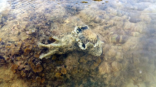 High angle view of crab on beach