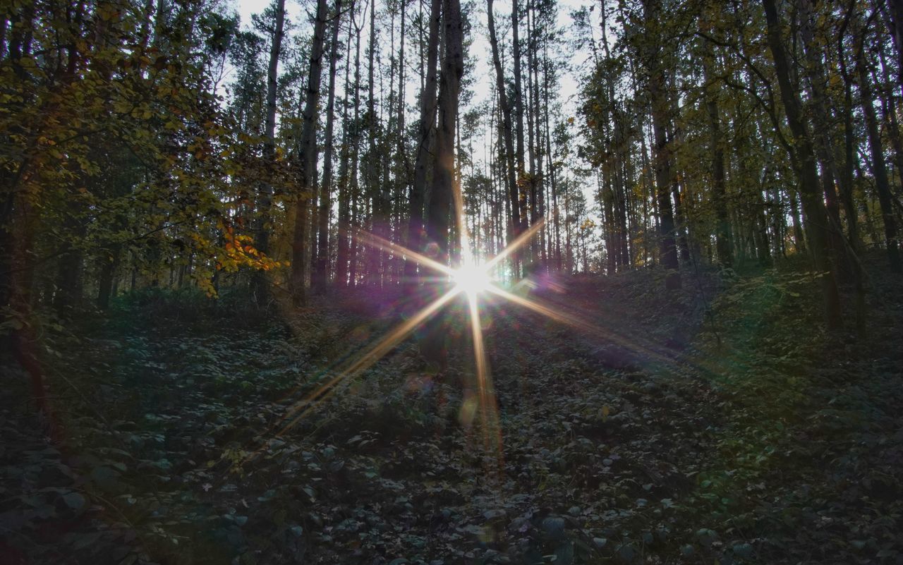 SUNLIGHT STREAMING THROUGH TREES IN FOREST AGAINST SKY