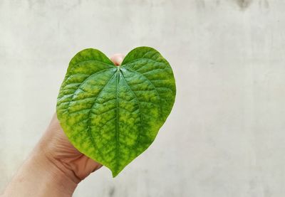 Close-up of person holding leaf