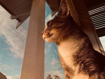 Close-up of cat looking out at window