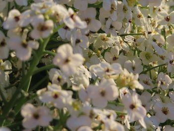 Close-up of white cherry blossoms in spring