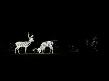 Deer in the dark