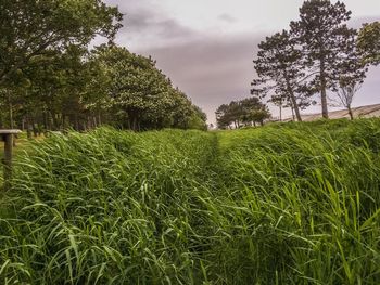 Scenic view of grassy field against sky