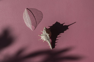 Close-up of dry leaf and shell against red background