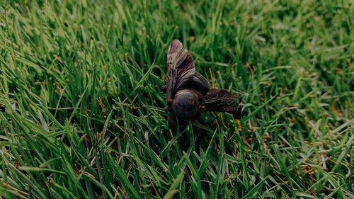 High angle view of bee on grass.