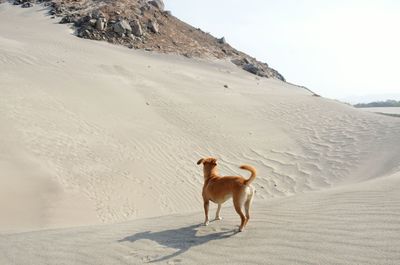 Dog on sand at beach