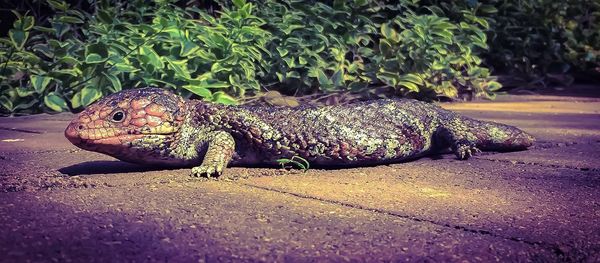 Lizard in zoo