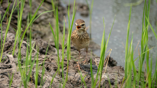 Bird perching on a field