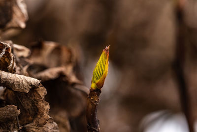 Close-up of yellow flowering plant