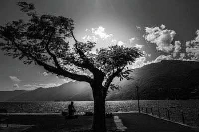 Tree by sea against sky