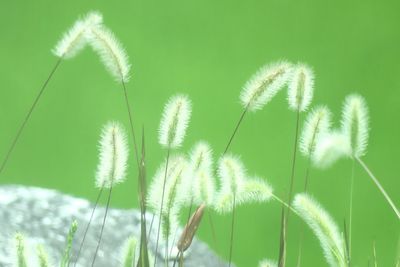 Close-up of fresh green plant