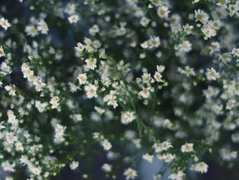 White flowers blooming on tree