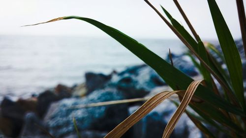 Close-up of plant against blurred background