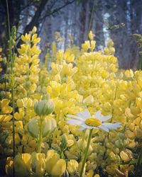 Close-up of yellow flowering plant