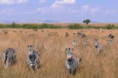 Flock of zebras on landscape against sky