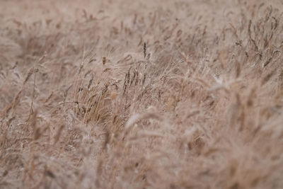 Close-up of stalks in field