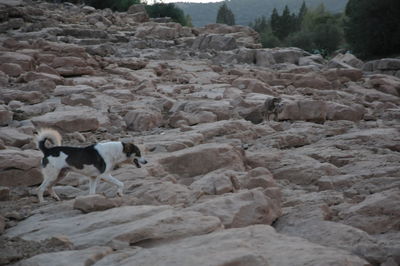 View of a dog walking on rocks