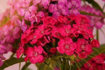 Close-up of pink flowers blooming outdoors