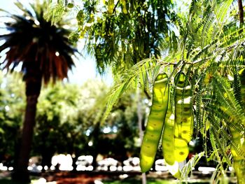 Low angle view of palm tree