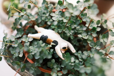 Close-up of insect on plant