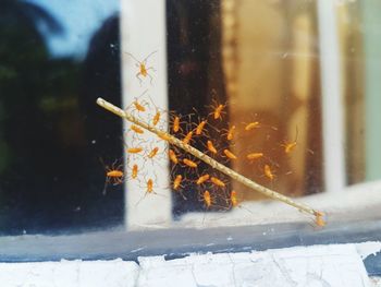 Close-up of snow on window