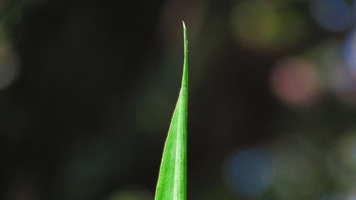 Close-up of plant against blurred background