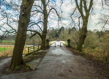 Walkway amidst trees against sky