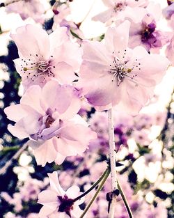 Close-up of white flowers blooming on tree