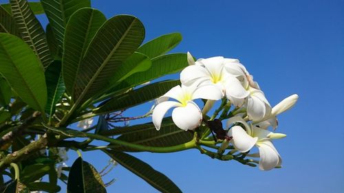 Low angle view of white flowering plant against blue sky