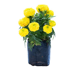 Close-up of yellow flower pot against white background