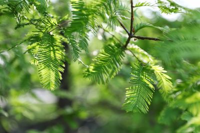 Close-up of pine tree leaves