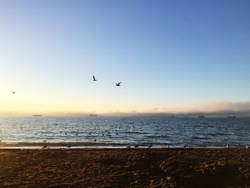Seagull flying over sea against clear sky