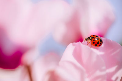 Close-up of ladybug on pink flower