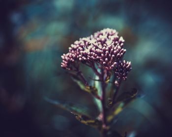 Close-up of flowering plant