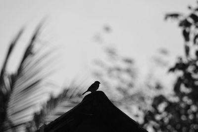 Close-up of bird perching against sky