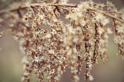 Close-up of dry flowers