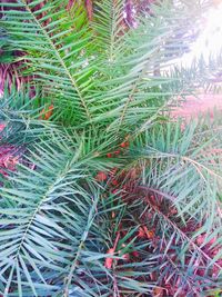 High angle view of palm tree