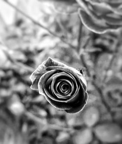 Close-up of snail on plant