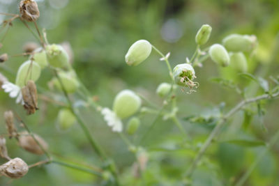 Close-up of flowering plant