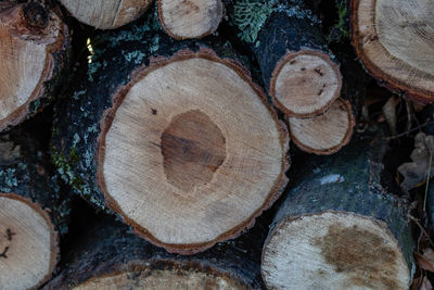 Full frame shot of logs in forest