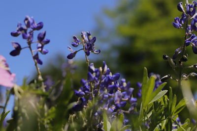 Close-up of purple flowering plants