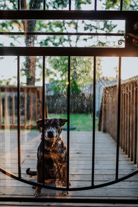 Portrait of dog sitting by window