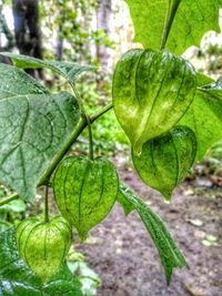 Close-up of leaf