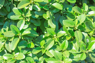 Full frame shot of green leaves